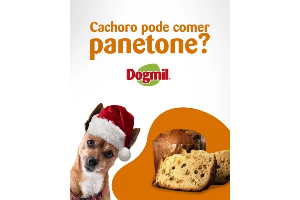 Cachorro pode comer panetone? 